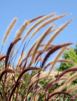 PENNISETUM setaceum RUBRUM