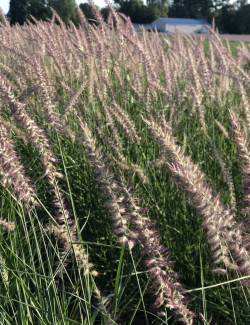 PENNISETUM orientale KARLEY ROSE