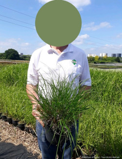 PENNISETUM alopecuroides HAMELN En pot de 4-5 litres