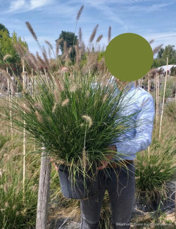 PENNISETUM alopecuroides HAMELN En pot de 10-12 litres