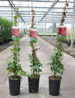 PARTHENOCISSUS tricuspidata VEITCHII En pot de 4-5 litres