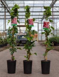 PARTHENOCISSUS tricuspidata ROBUSTA En pot de 4-5 litres