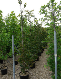 PARROTIA persica En pot de 35-50 litres