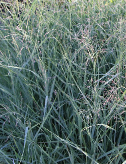 PANICUM virgatum PRAIRIE SKY
