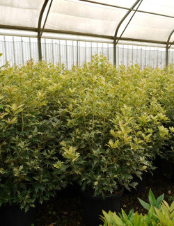 OSMANTHUS heterophyllus TRICOLOR ou GOSHIKI En pot de 15-20 litres