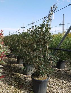 OSMANTHUS heterophyllus PURPUREUS En pot de 15-20 litres