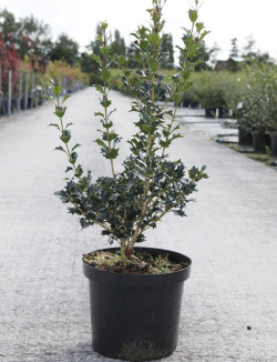 OSMANTHUS heterophyllus En pot de 7-10 litres