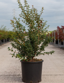 Osmanthe de burkwood - osmanthus burkwoodii 80cm en pot | Truffaut Osmanthe de burkwood - osmanthus burkwoodii 80cm en pot | Truffaut