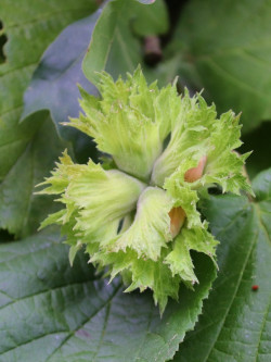 NOISETIER FERTILE DE COUTARD