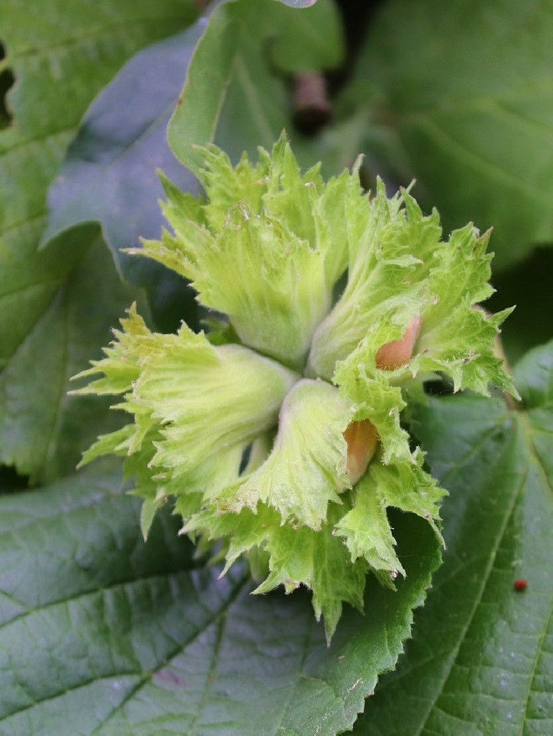 Noisetier Merveille De Bollwiller