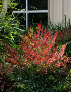 NANDINA domestica OBSESSED