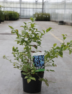 MYRTILLE DES JARDINS BLUE CROP En pot de 10-12 litres