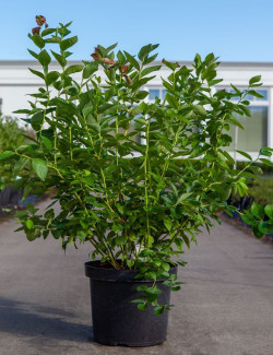 MYRTILLE DES JARDINS PATRIOT En pot de 10-12 litres