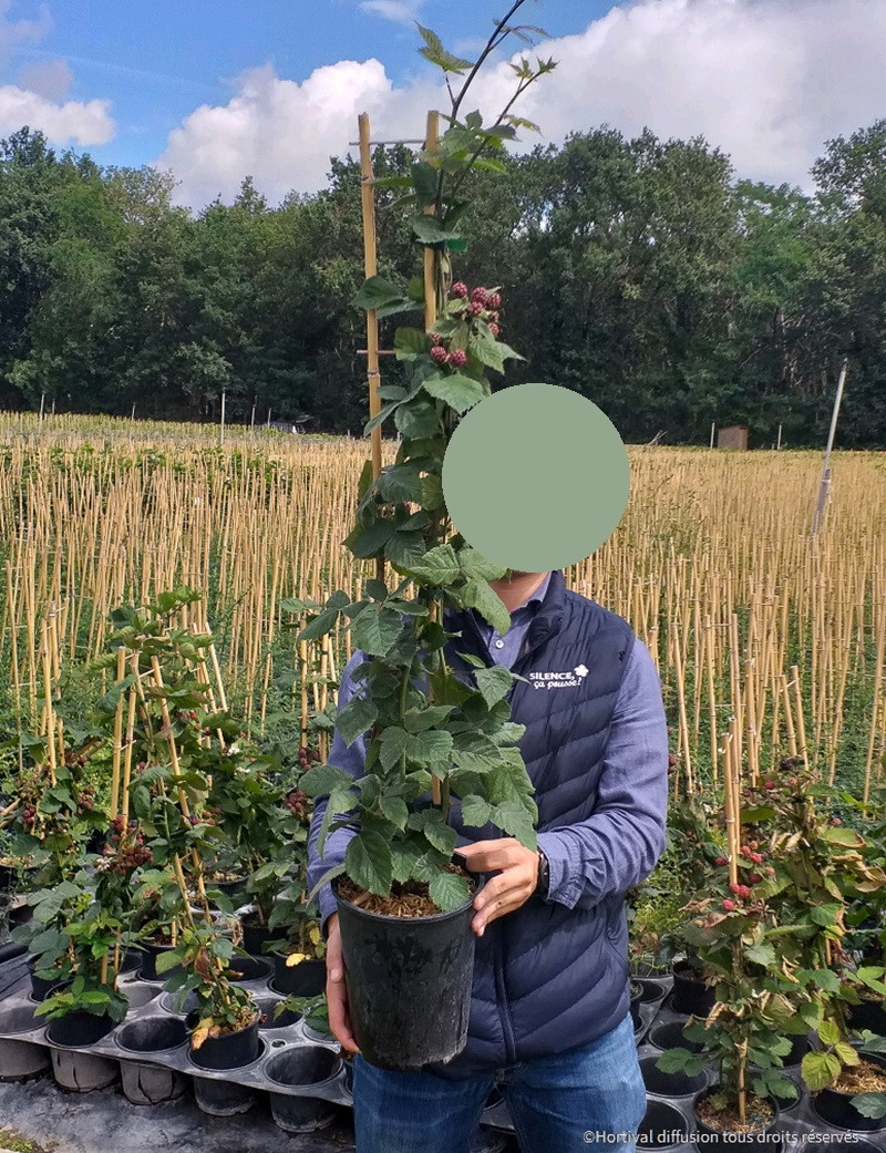 Mûre Sans Épines 'Black Satin' En Pot 1L - Arbuste Fruitier Productif Et Rustique - Pour Jardin Et Verger