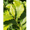 MAGNOLIA SUSAN