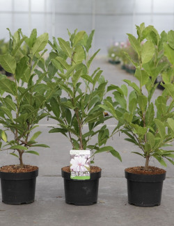 MAGNOLIA stellata ROYAL STAR En pot de 3-4 litres