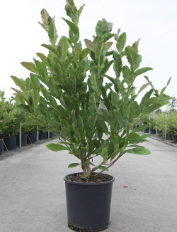 MAGNOLIA stellata En pot de 10-12 litres