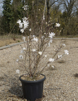 MAGNOLIA stellata En pot de 25-30 litres