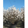 MAGNOLIA stellata En pot de 70-90 litres