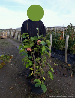 MAGNOLIA soulangeana En pot de 15-20 litres