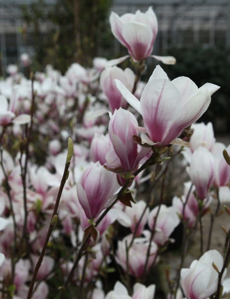 MAGNOLIA soulangeana