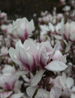 MAGNOLIA soulangeana