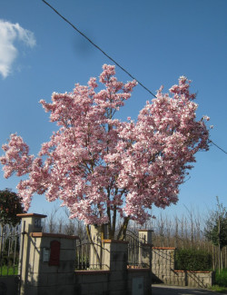 MAGNOLIA soulangeana