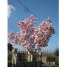 MAGNOLIA soulangeana