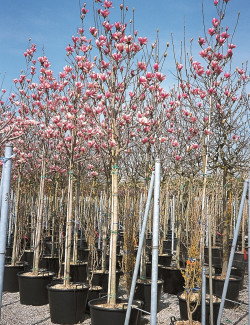 MAGNOLIA soulangeana