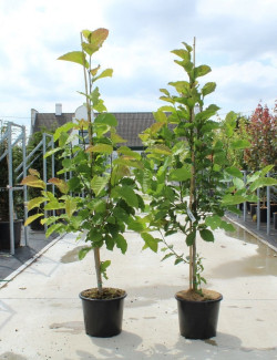 MAGNOLIA kobus En pot de 12-15 litres forme baliveau