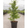 MACLURA pomifera En pot de 10-12 litres