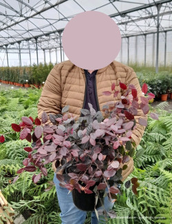 LOROPETALUM chinense FIRE DANCE En pot de 10-12 litres