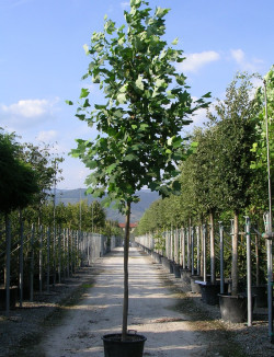LIRIODENDRON tulipifera En pot de 35-50 litres tige hauteur du tronc 190-210 cm