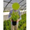 LIGUSTRUM sinense LEMON & LIME En pot de 4-5 litres