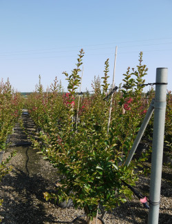 LAGERSTROEMIA En pot de 15-20 litres