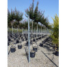 LAGERSTROEMIA En pot de 35-50 litres forme tige hauteur du tronc 180-200 cm