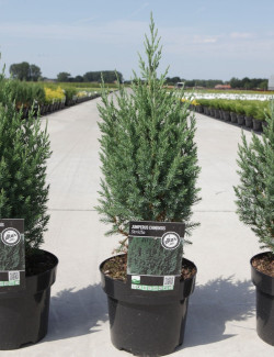 JUNIPERUS chinensis STRICTA En pot de 4-5 litres