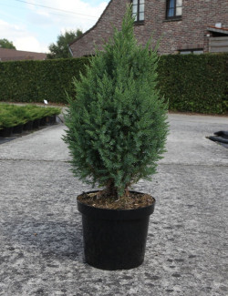 JUNIPERUS chinensis STRICTA En pot de 10-12 litres