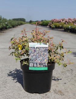 HYPERICUM moserianum TRICOLOR En pot de 3-4 litres