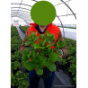 HORTENSIA En pot de 4-5 litres