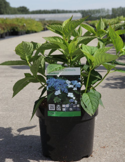 HYDRANGEA serrata BLUEBIRD En pot de 3-4 litres
