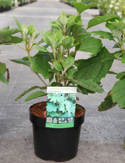 HYDRANGEA quercifolia SNOW QUEEN En pot de 3-4 litres