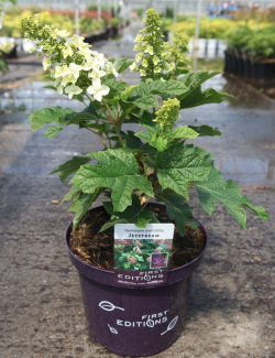 HYDRANGEA quercifolia JETSTREAM En pot de 10-12 litres