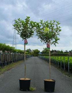 HYDRANGEA paniculata En pot de 12-15 litres tige hauteur du tronc 090-110 cm