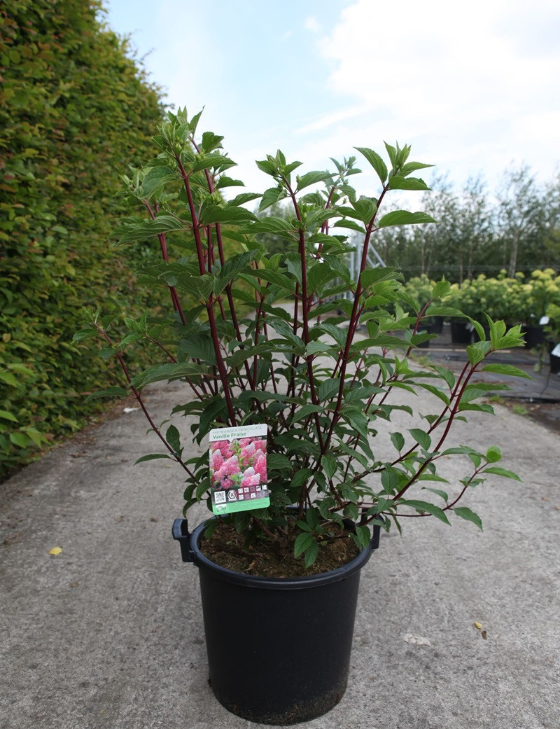 Hortensia Paniculé Vanille Fraise 'Renhy' - Pot 3-4 Litres, Fleurs Roses Et Blanches, Résistant, Pour Jardin Ou Pot