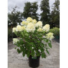 HYDRANGEA paniculata En pot de 10-12 litres