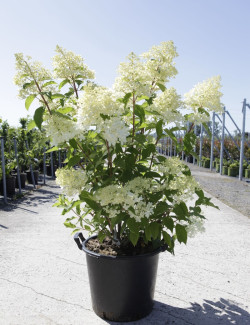 HYDRANGEA paniculata En pot de 35-50 litres