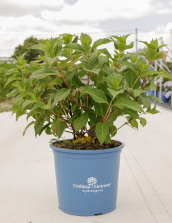 HYDRANGEA ENDLESS SUMMER TWIST-N-SHOUT ROSE En pot de 15-20 litres