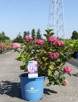 HYDRANGEA ENDLESS SUMMER SUMMER LOVE En pot de 15-20 litres