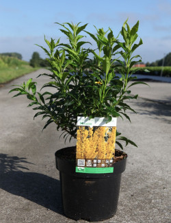 FORSYTHIA intermedia MIKADOR En pot de 3-4 litres